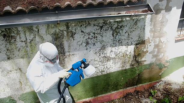 Top rated local Bathroom Mold Removal specialists in Quincy, MI